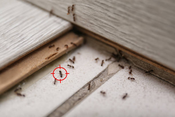 Best Best Pest Control Companies  in Hebron Estates, KY